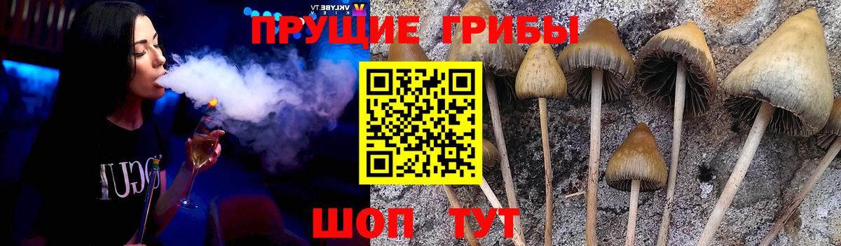 Астрахань  Псилоцибиновые грибы Cubensis  Вход с VPN 
